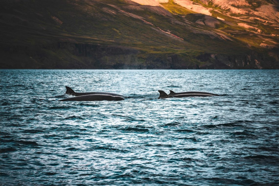 Two whales surfacing in the sea with mountains behind