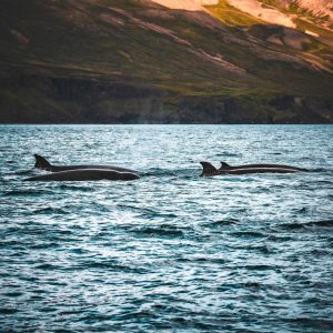 Two whales surfacing in the sea with mountains behind