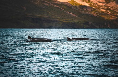 Two whales surfacing in the sea with mountains behind
