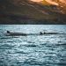 Two whales surfacing in the sea with mountains behind